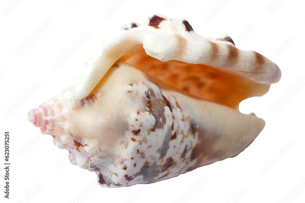 Decoration in the form of a seashell on a white background