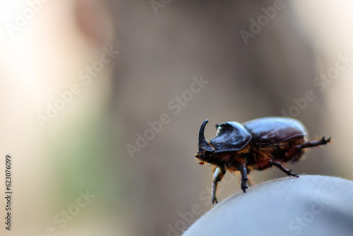 escarabajo photo