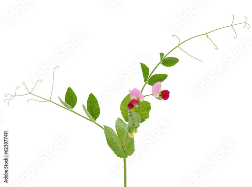 Pea plant isolated on white background, Pisum sativum