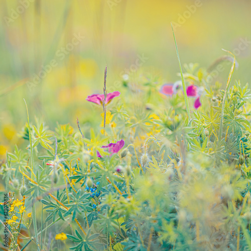Beautiful summer or spring meadow with blue, yellow and lilac flowers.