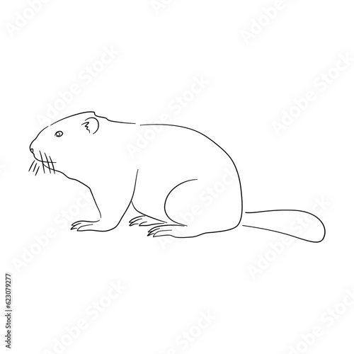 Beaver illustration in doodle style. Vector isolated on a white background.
