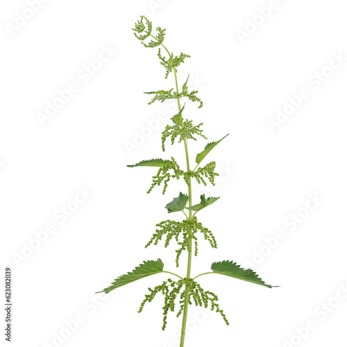 Stinging nettle blooming plant isolated on white, Urtica dioica