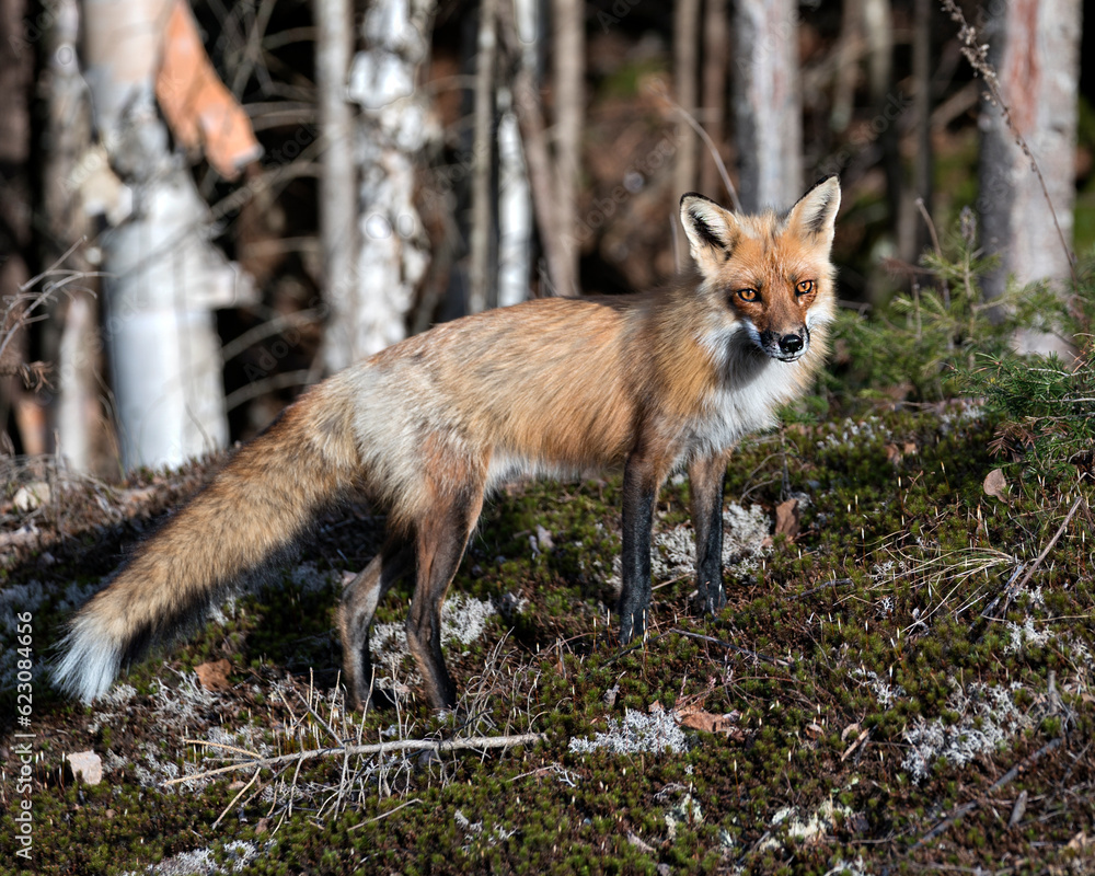 Red Fox Photo Stock. Fox Image. Close-up profile view side view in the spring season with blur forest background and enjoying its environment and habitat. Picture. Portrait. Red Fox Photo Stock. Fox Image. Close-up profile view side view in the spring season with blur forest background and enjoying its environment and habitat. Picture. Portrait.