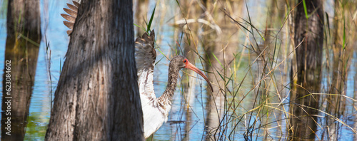 Fotografija Ibis