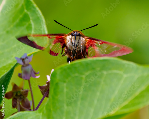 Hummingbird Clear wing Moth Photo and Image.  Close-up front view fluttering over a leaf with a green background in its habitat. ©  Aline
