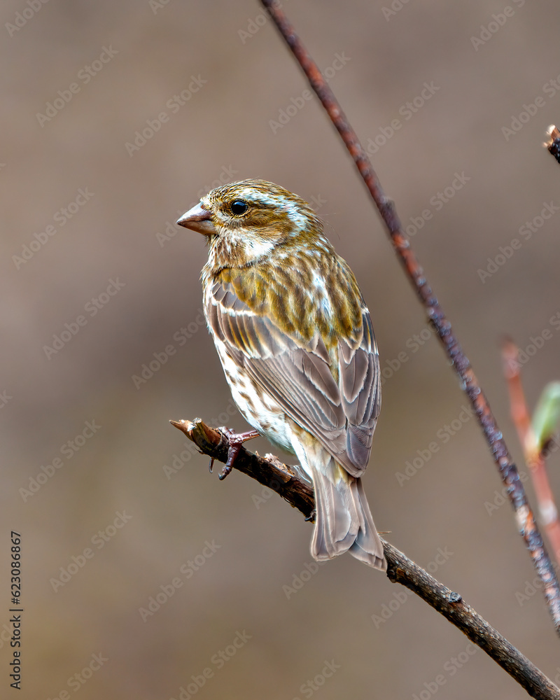 Purple Finch Photo and Image. Female close-up rear view perched on a branch and displaying brown feather in its habitat. Finch Picture. Purple Finch Photo and Image. Female close-up rear view perched on a branch and displaying brown feather in its habitat. Finch Picture.