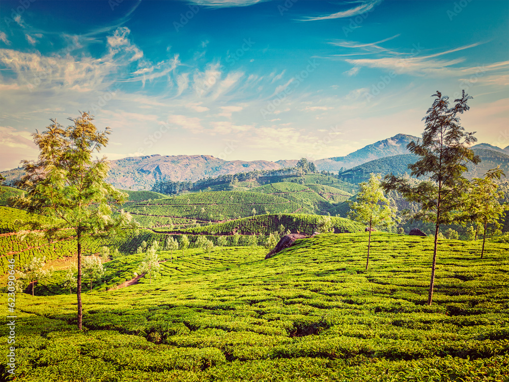 Vintage retro effect filtered hipster style image of green tea plantations in the morning, Munnar, Kerala state, India