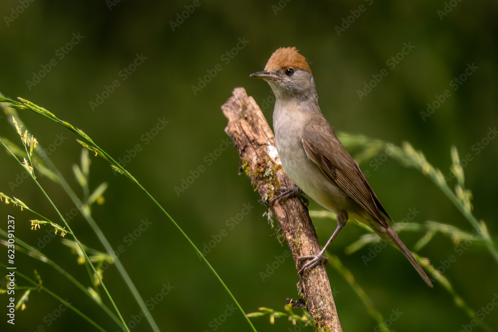Eurasian Blackcap - Sylvia atricapilla, inconspicuous brown song bird from European forests and woodlands, Slovenia. Eurasian Blackcap - Sylvia atricapilla, inconspicuous brown song bird from European forests and woodlands, Slovenia.