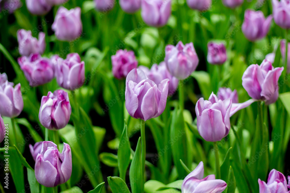 Fototapeta premium violet poppy flowers in summer. Opium poppy field