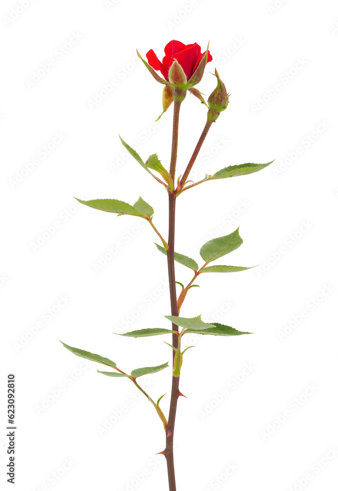 Red rose isolated on white background, Rosa sp Red rose isolated on white background, Rosa sp