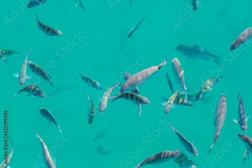 fish in the blue lagoon of Big Island in Angra dos Reis.