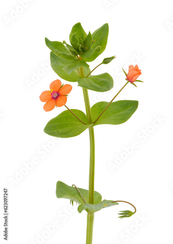 Scarlet pimpernel isolated on white background, Anagallis arvensis
