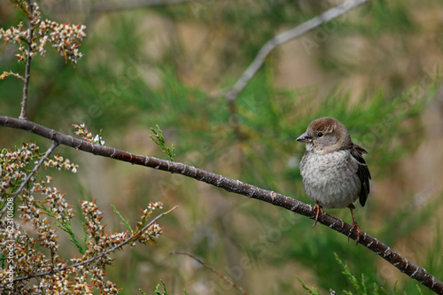 Spanish Sparrow // Weidensperling (Passer hispaniolensis) - Evros Delta, Greece photo