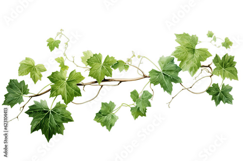 vine leaves isolated on white