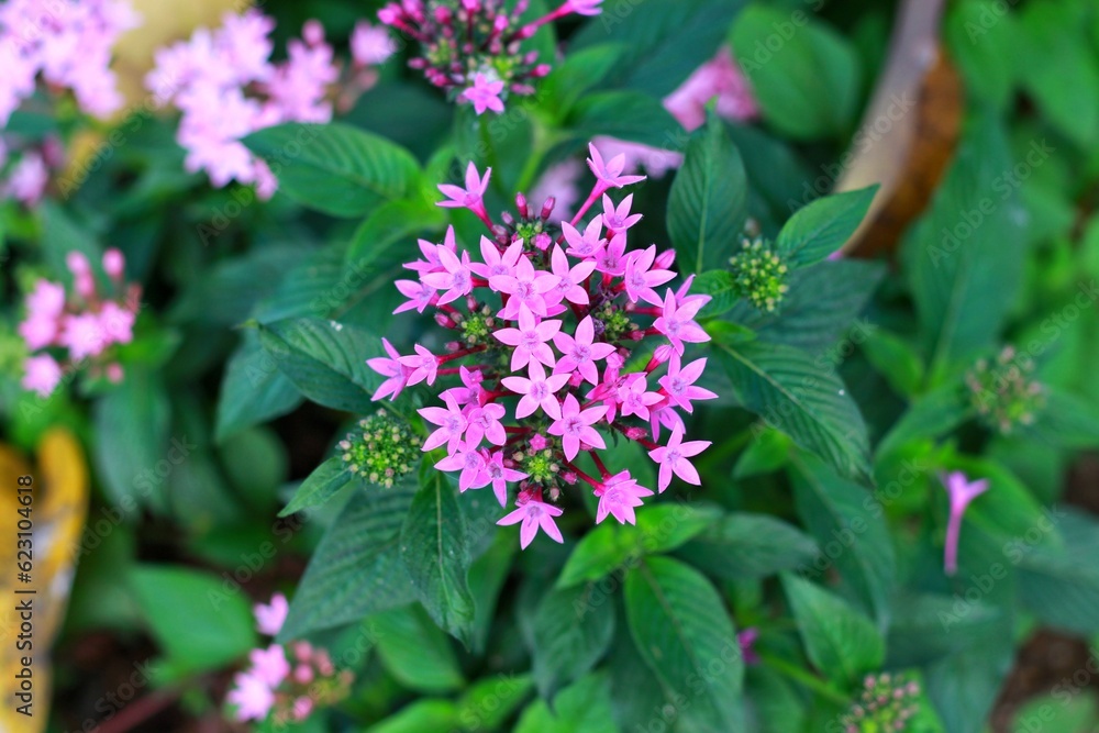 Egyptian star cluster (Pentas lanceolata) flowers. Lubiaceae evergreen tropical plants. pink flowers Egyptian star cluster (Pentas lanceolata) flowers. Lubiaceae evergreen tropical plants. pink flowers
