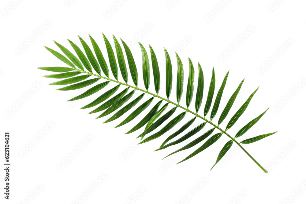 fern leaf isolated on white fern leaf isolated on white