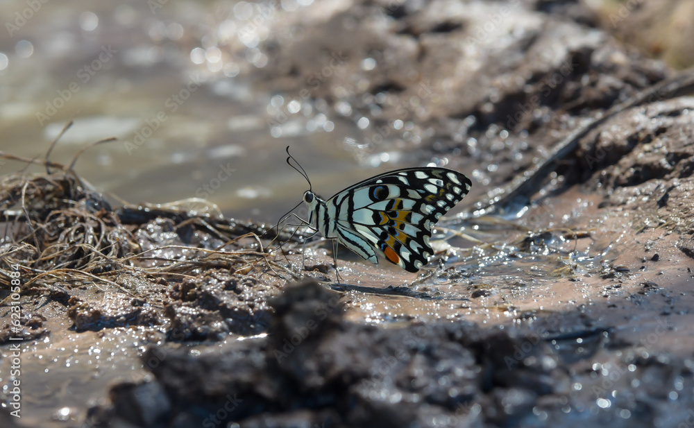 Fototapeta premium butterfly on the ground
