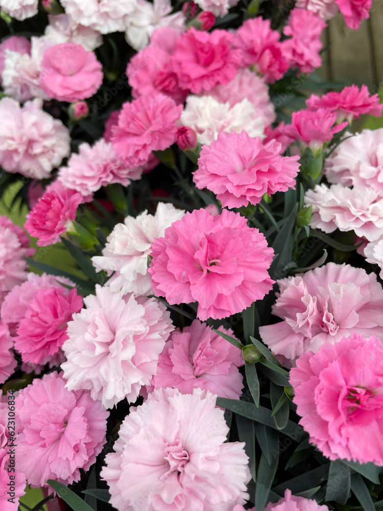 Oeillet mignardise rose en gros plan au jardin Oeillet mignardise rose en gros plan au jardin
