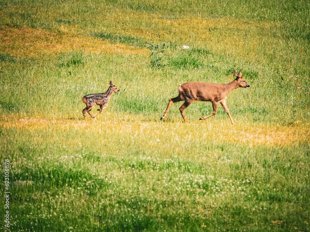 Naklejka premium roe deer in the grass
