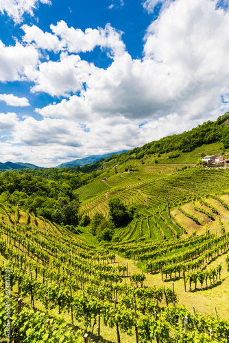 The Prosecco Hills in Italy