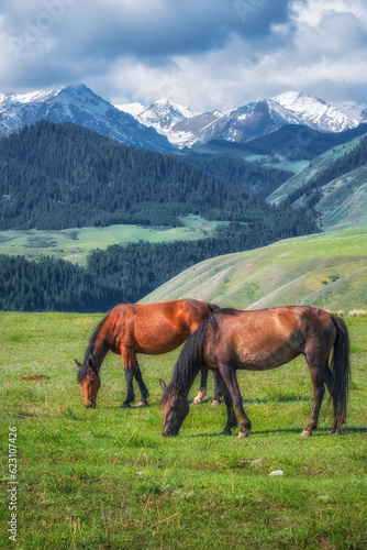 Horses graze in a meadow against the backdrop of mountains with forests and snowy peaks
