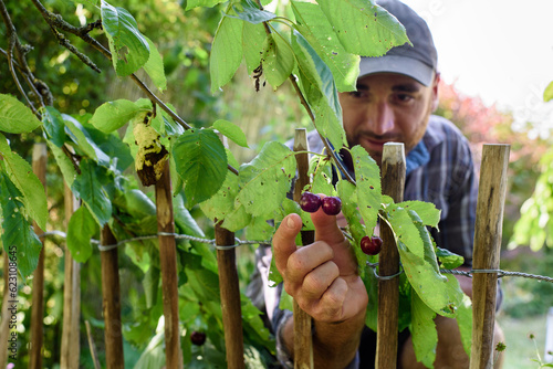 Kirschen aus Nachbars Garten
