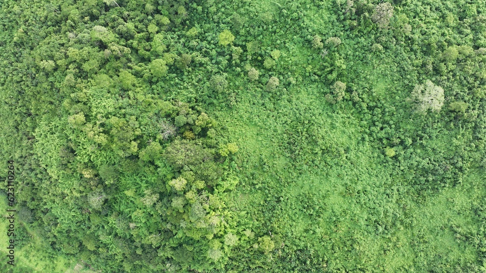 bird eye view in green forest