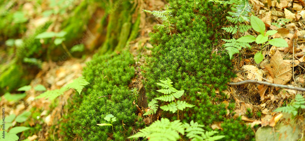 Green moss in the forest with grass, wide background.