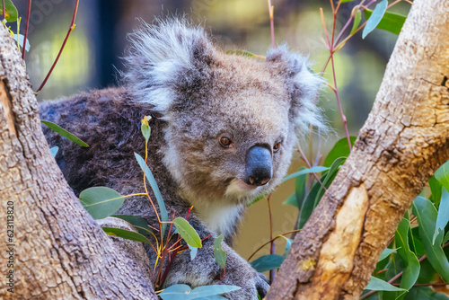 Koala in a Tree in Australia