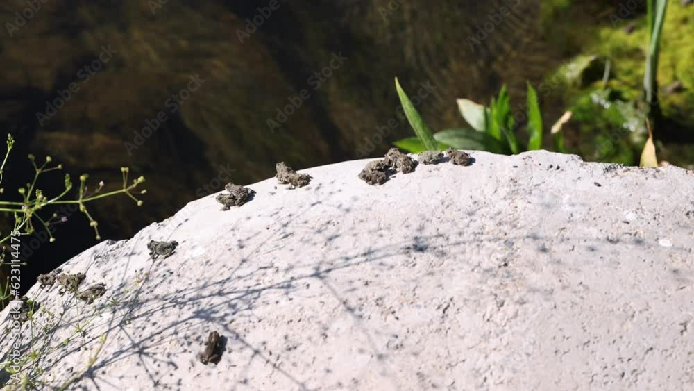 Baby toads come into focus as they leap of the edge of a culvert. Baby toads come into focus as they leap of the edge of a culvert.