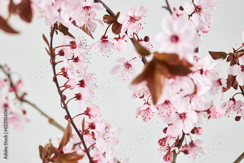cherry blossoms on a white background