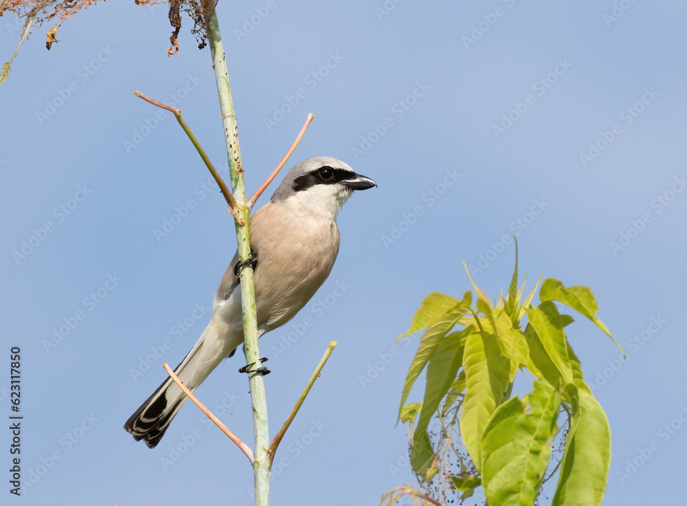 Red-backed shrike, a bird sits on a tree branch against the sky Red-backed shrike, a bird sits on a tree branch against the sky