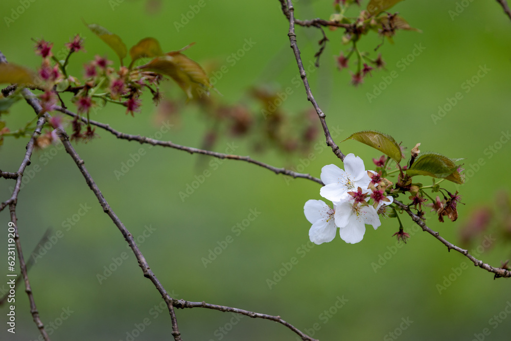 Blossoming Japanese cherry branch on blurred green background. Withered faded flowers on sakura branch Blossoming Japanese cherry branch on blurred green background. Withered faded flowers on sakura branch