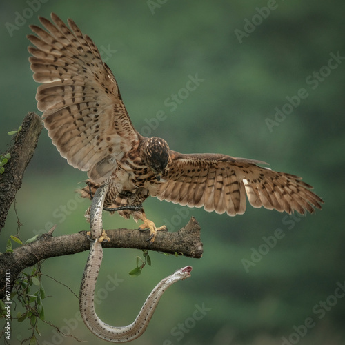 goshawk eagle with prey photo