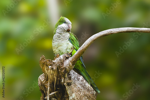 Male monk parakeet side portrait standing on a tree branch from puerto rico.