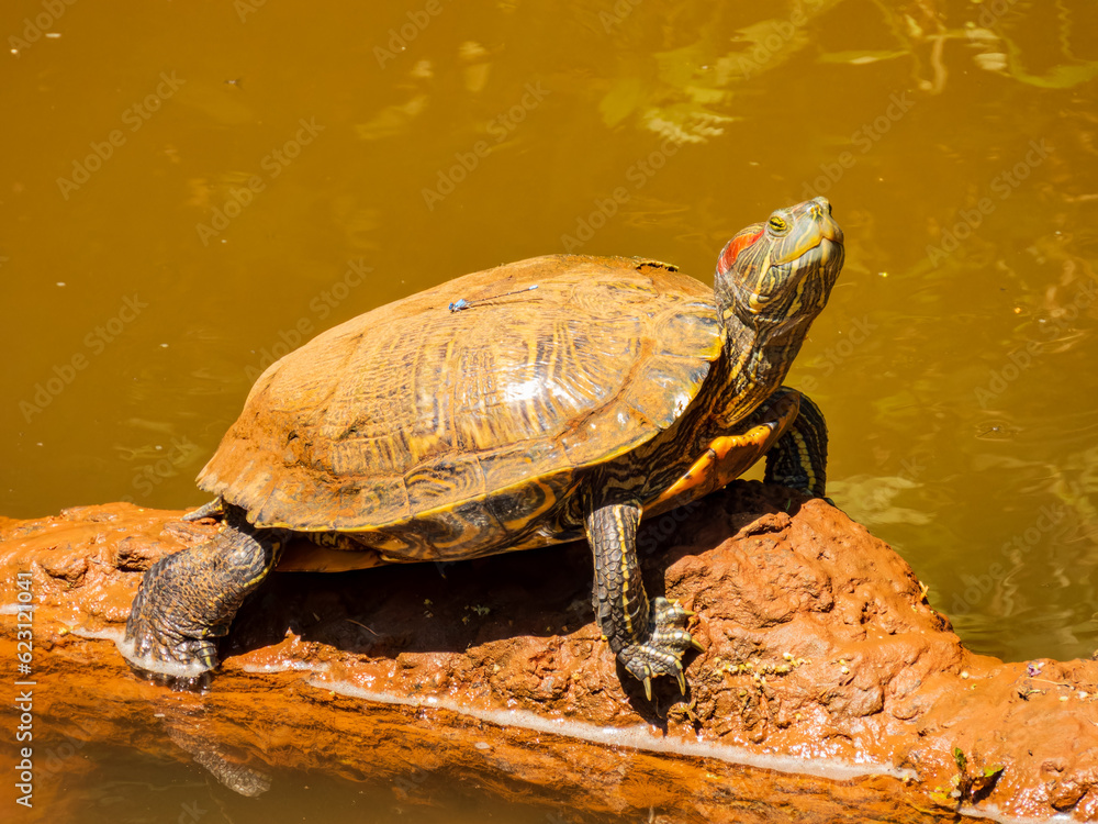 Obraz premium Close up shot of Red-eared slider in Martin Park Nature Center