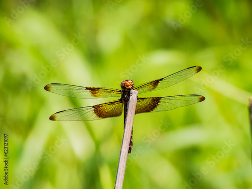 Close up shot of Dragonfly on ground