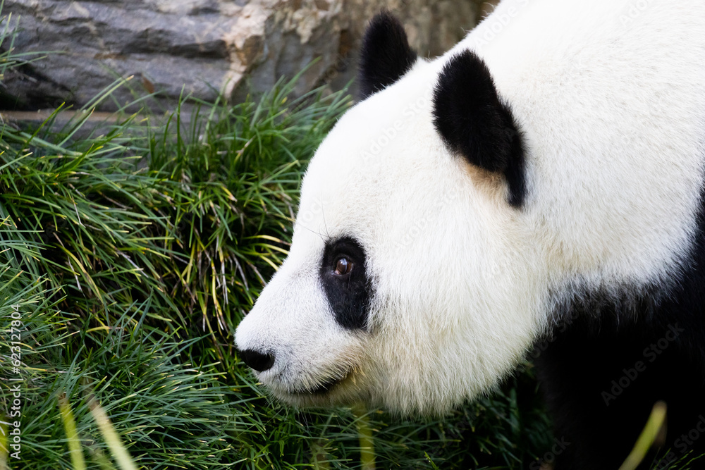 Obraz premium Giant Panda in Australia