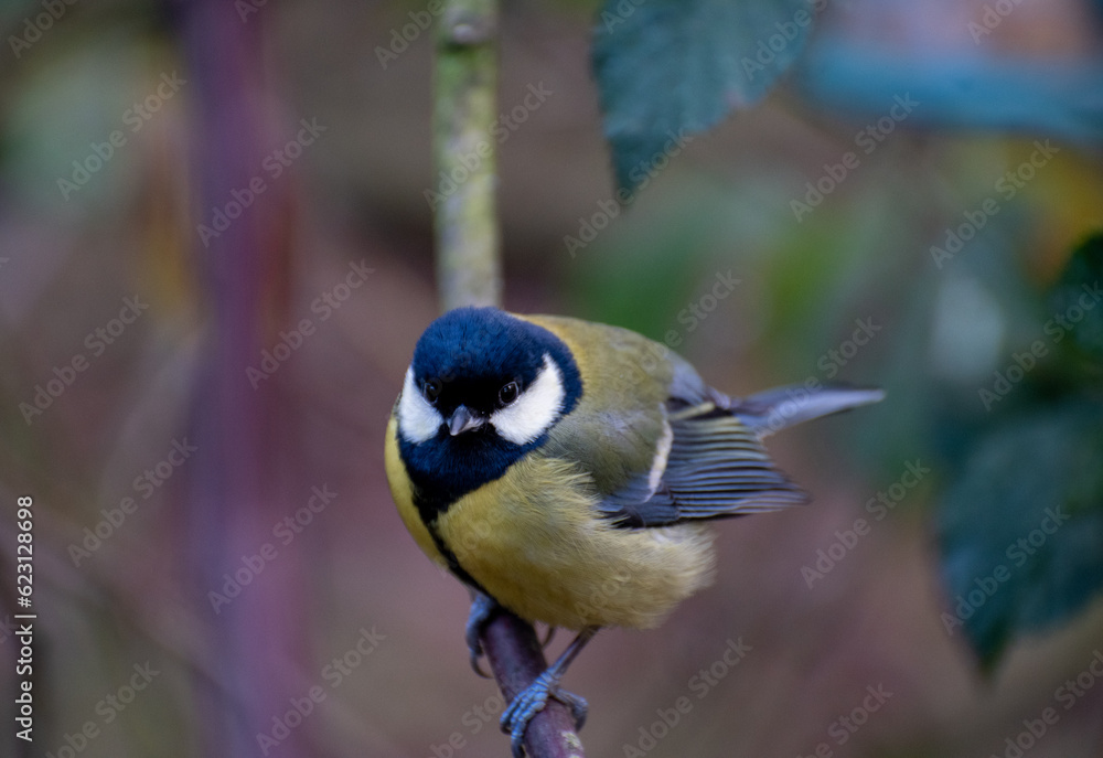 Naklejka premium Wildlife Birds