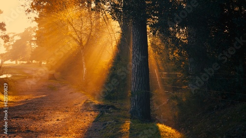 Принти на полотні Bright Orange Sun Rays Shining from behind Tree Trunk During Gold Hour