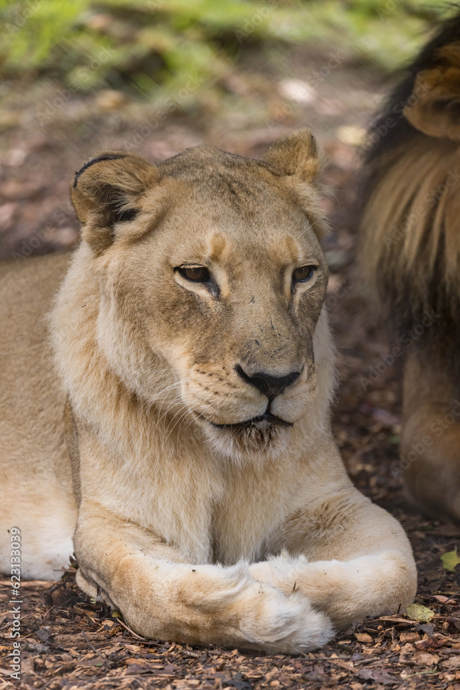 African Lion in Captivity in Australia African Lion in Captivity in Australia
