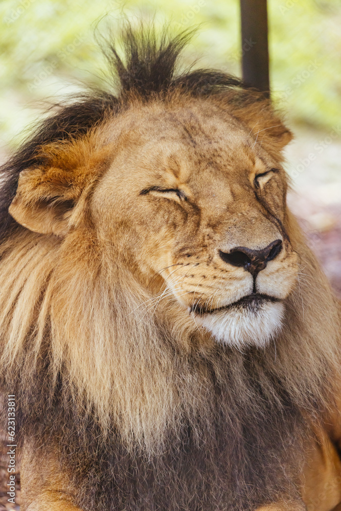 African Lion in Captivity in Australia