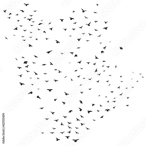 Sketch drawing of a silhouette of a flock of birds flying forward, cling together. Takeoff, flying, flight, flutter, hover, soaring, landing © Mar