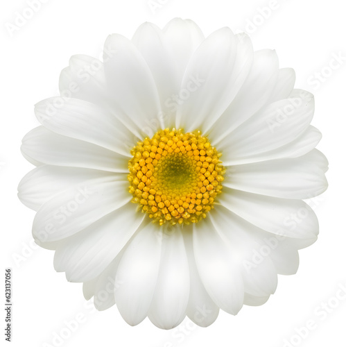 daisy, camomile flower isolated on transparent background, extracted, png file © genioatrapado