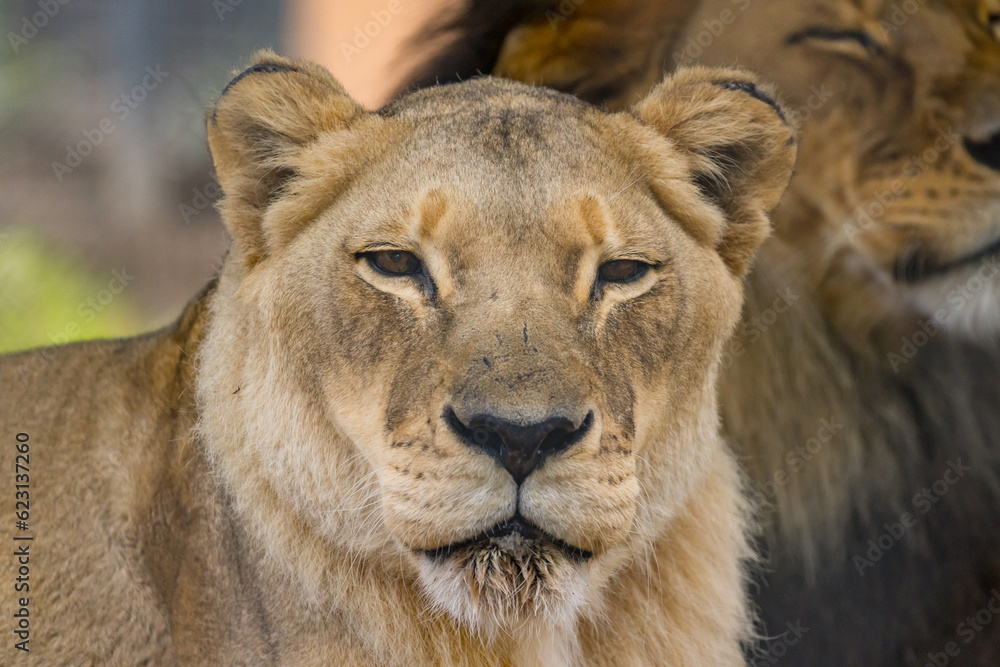 African Lion in Captivity in Australia African Lion in Captivity in Australia
