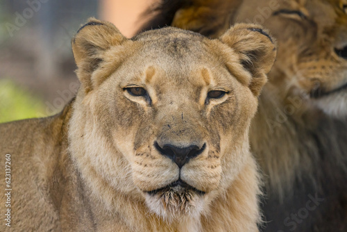 African Lion in Captivity in Australia