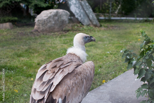 White-headed vulture. A large wild bird is watching what is happening around him