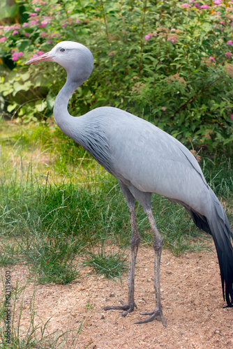 Paradise crane or blue crane from South Africa. A rare endangered bird species photo