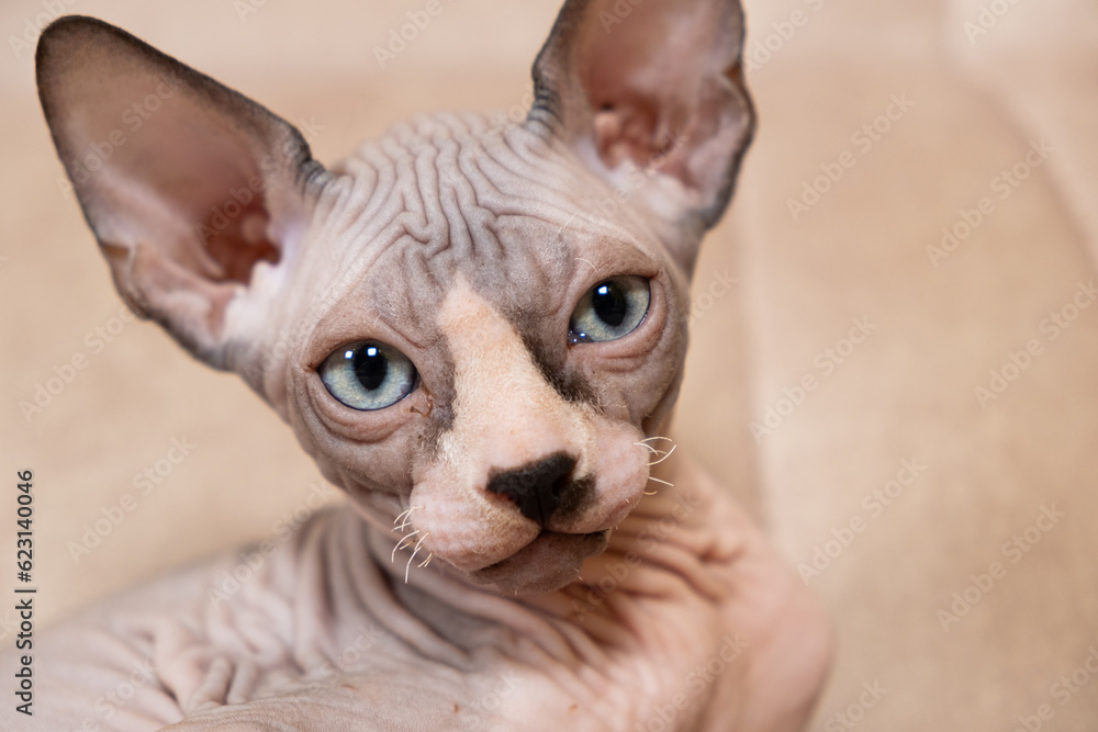 Portrait of a Canadian sphinx 2-3 months old lying on a couch. Caring for hairless cats Portrait of a Canadian sphinx 2-3 months old lying on a couch. Caring for hairless cats