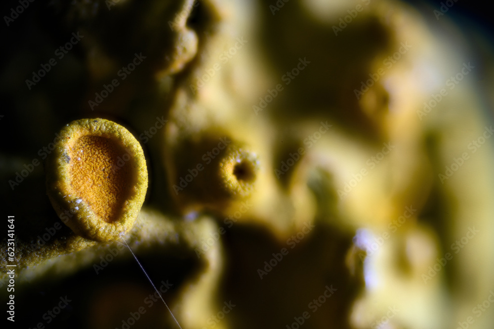 Yellow small mushroom in detail.